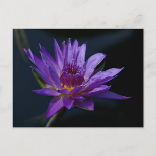 Purple Lotus Waterlily Postcard
