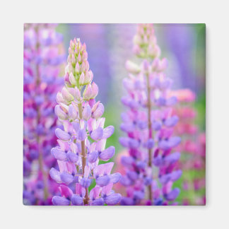 Purple Lupin Flowers Magnet