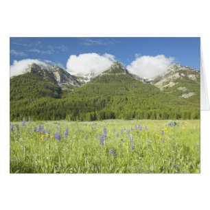 Purple Lupine and Mountains