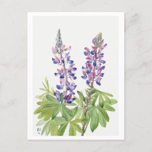 Purple Lupine Botanical Illustration Postcard