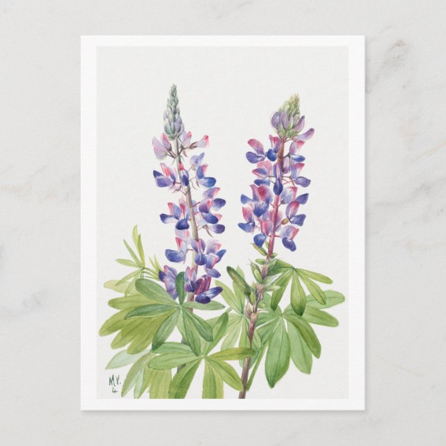 Purple Lupine Botanical Illustration Postcard (Front)