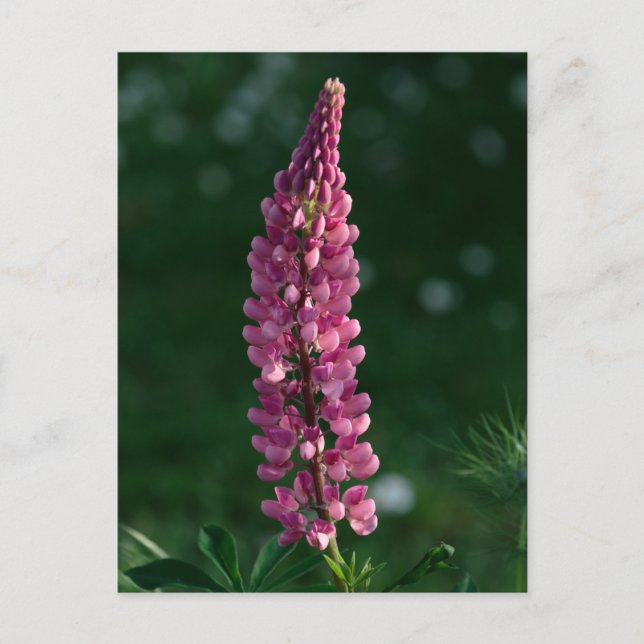 Purple Lupine chillin' Postcard (Front)