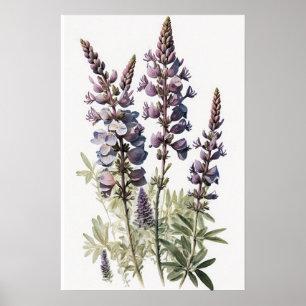 Purple Lupine Flower Art Print Poster