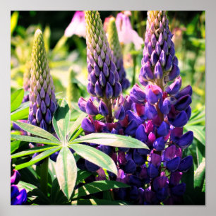 Purple Lupine Flower Trio Poster