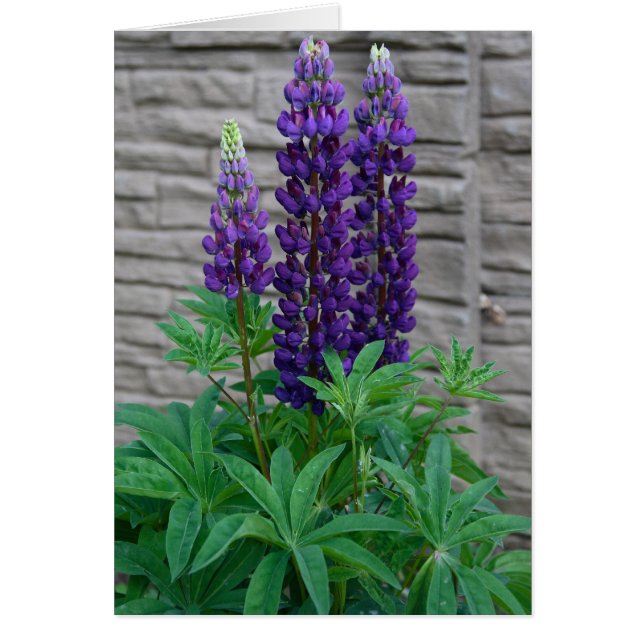 Purple Lupine Flowers (Front)