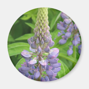 Purple Lupine Flowers Magnet