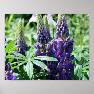 Purple Lupine Flowers Poster