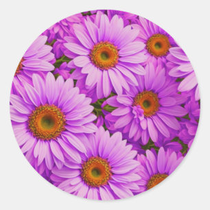 Purple magenta floral sunflower dark pink daisies  classic round sticker
