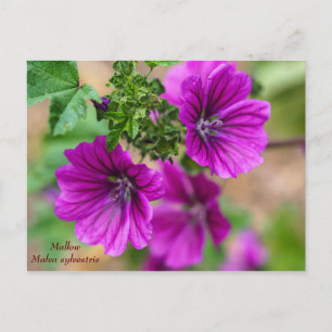 Purple Mallow Floral Postcard