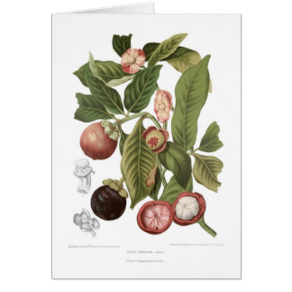 Purple Mangosteen