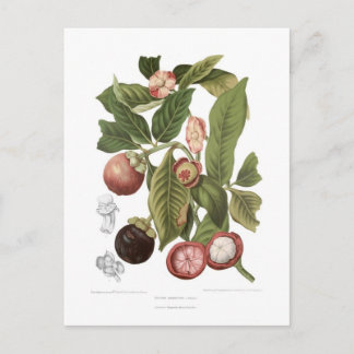 Purple Mangosteen Postcard