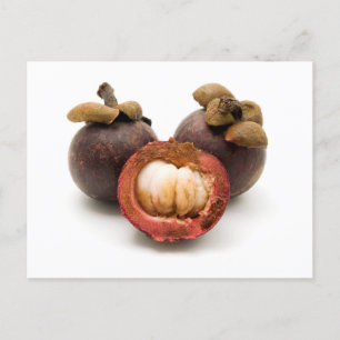 Purple Mangosteen Postcard