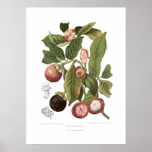 Purple Mangosteen Poster