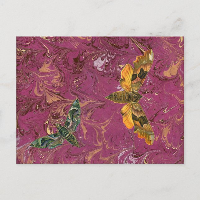 Purple Marbled Moth Postcard (Front)