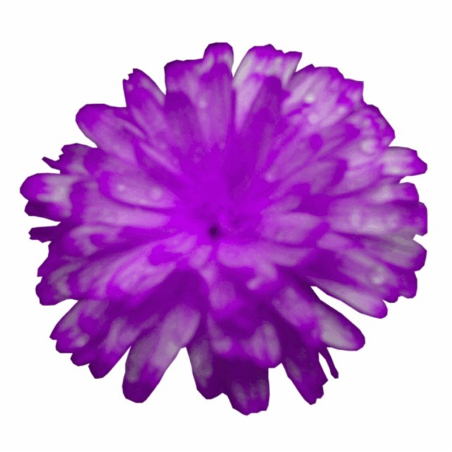 Purple Marigold Photo Sculpture (Front)