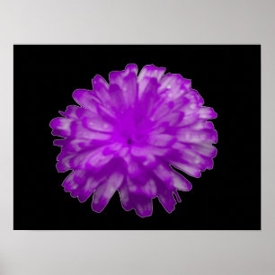 Purple Marigold Poster