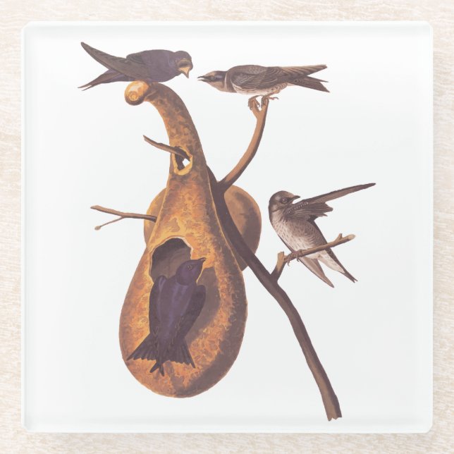Purple Martin Audubon Bird Family and Gourd Home Glass Coaster (Front)