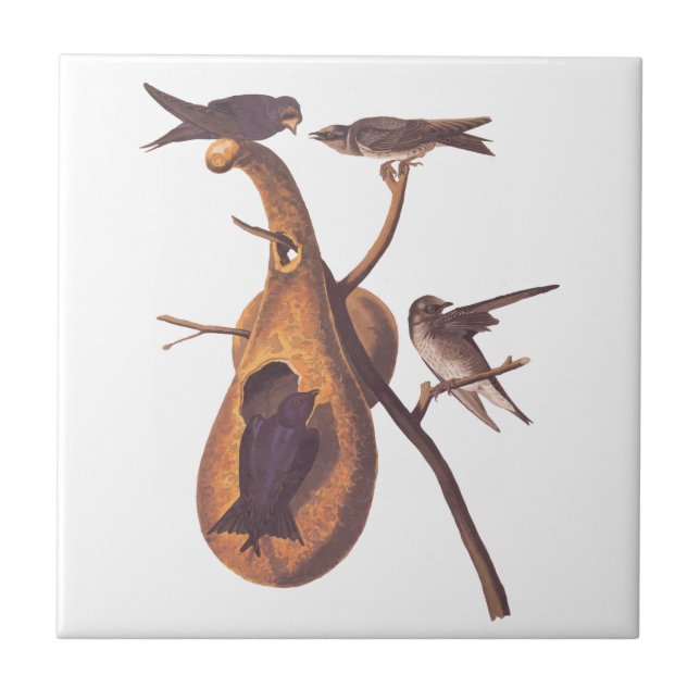 Purple Martin Audubon Bird Family and Gourd Home Tile (Front)