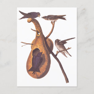 Purple Martin Audubon Birds with Gourd Home Postcard
