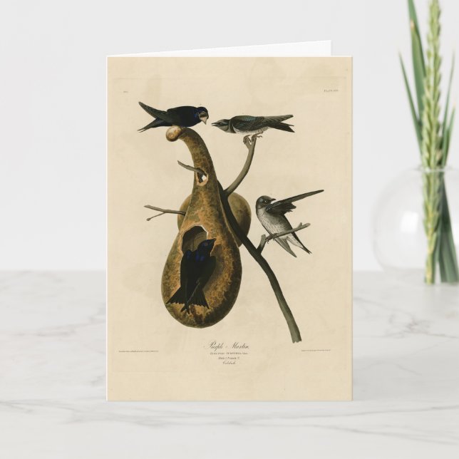 Purple Martin from Audubon's Birds of America Card (Front)
