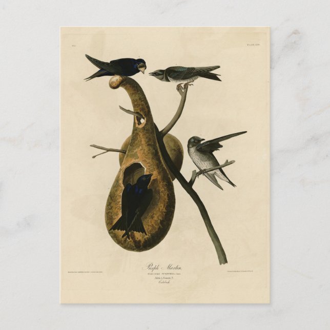 Purple Martin from Audubon's Birds of America Postcard (Front)
