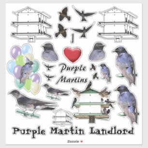 Purple Martin Love