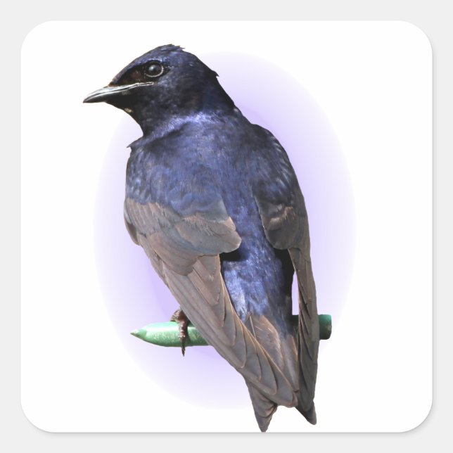 Purple Martin Male Square Sticker (Front)