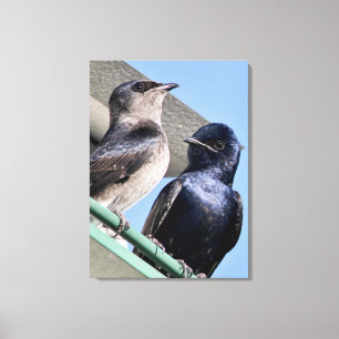 Purple Martin Mates Canvas Print