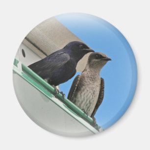 Purple Martin Mates Magnet