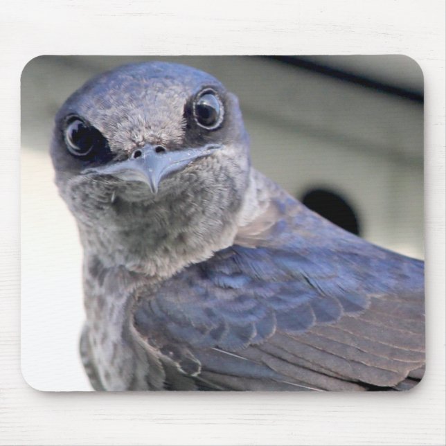 Purple Martin Mouse Mat (Front)