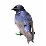 Purple Martin Photo Sculpture Key Ring<br><div class="desc">An image of a Purple Martin</div>