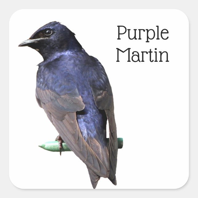Purple Martin Square Sticker (Front)