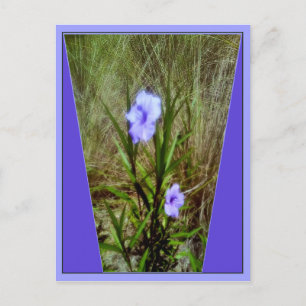 Purple Mexican Petunia Flowers Postcard