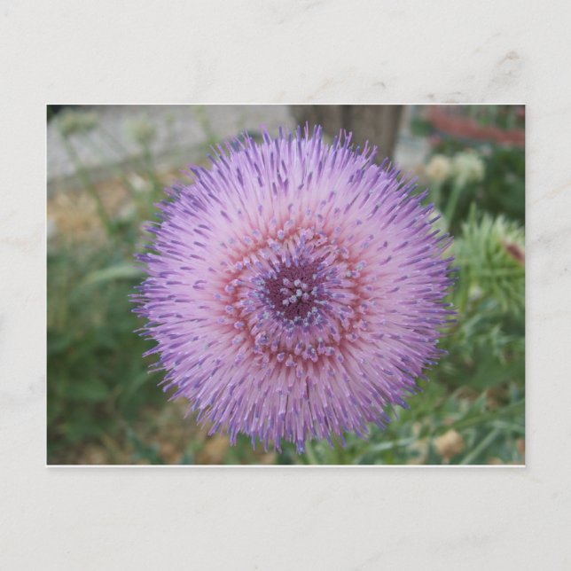 Purple Milk Thistle Postcard (Front)