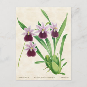 Purple Miltonia Orchid Vintage Botanical Postcard