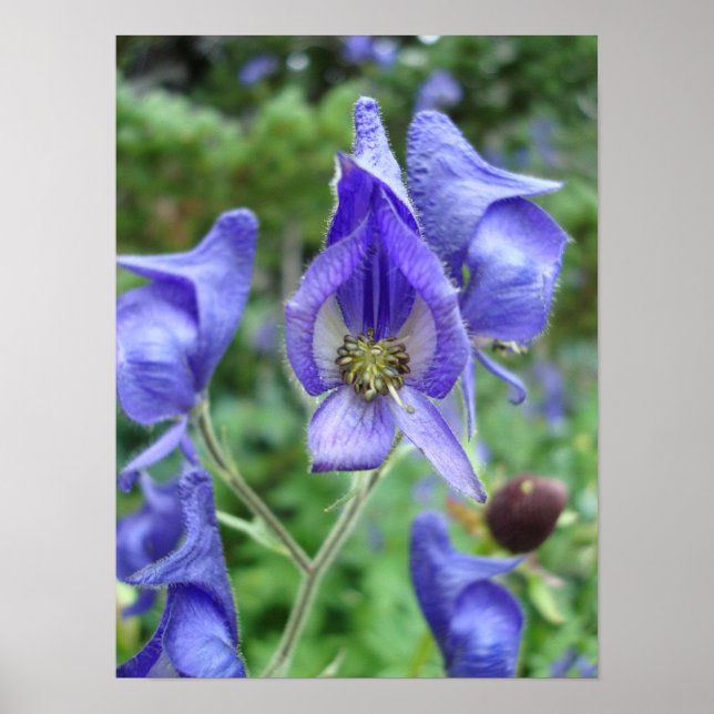 Purple Monkshood Wildflowers Poster (Front)