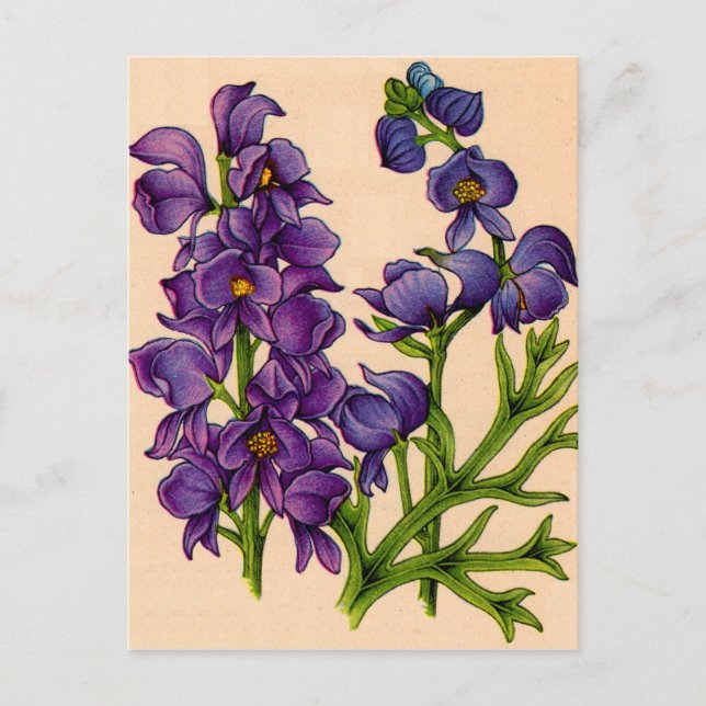 purple monkshoods postcard (Front)