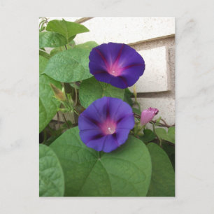 Purple Morning Glories Climbing Cream Brick Wall Postcard