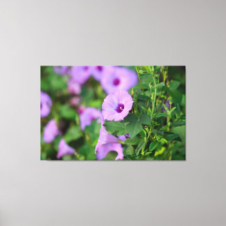 Purple Morning Glory Canvas Print