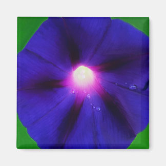 Purple Morning Glory Flower Magnet