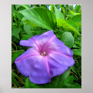 Purple Morning Glory Flower Poster