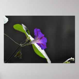 Purple Morning Glory Flower Poster