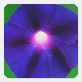 Purple Morning Glory Flower Square Sticker