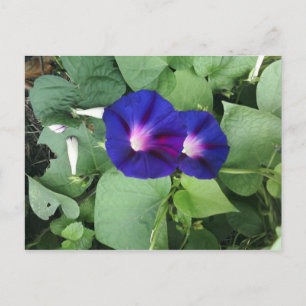 Purple Morning Glory Flowers Postcard