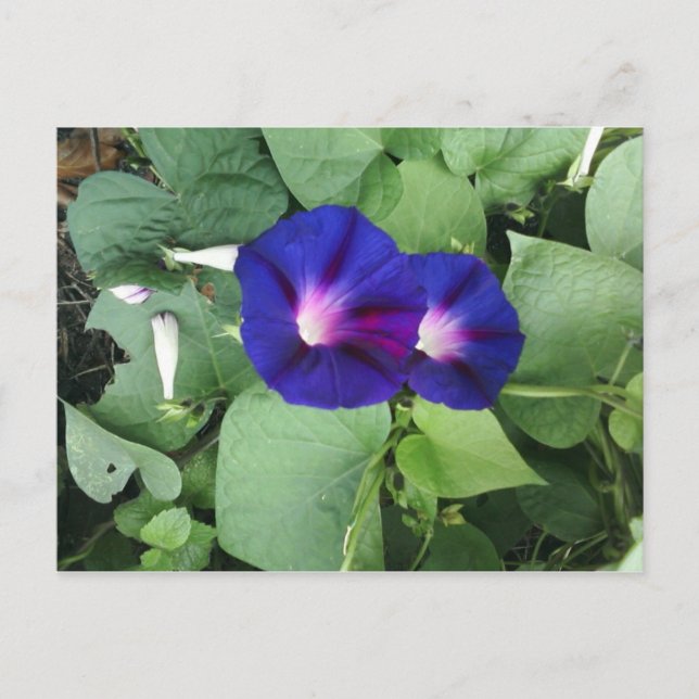 Purple Morning Glory Flowers Postcard (Front)