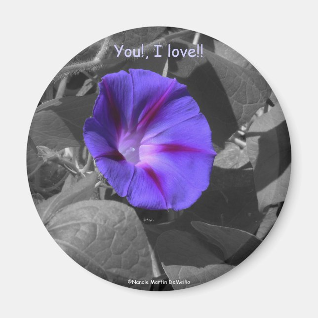 Purple Morning Glory-Magnet Magnet (Front)