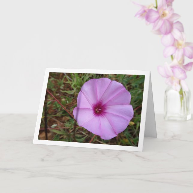 Purple Morning Glory, Mallow Bindweed Wildflower Card (Orchid)