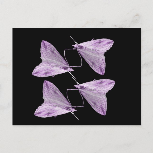 Purple Moth Art Postcard (Front)