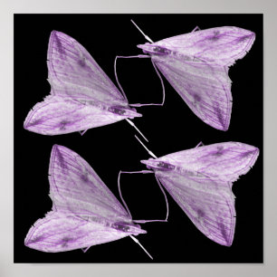 Purple Moth Art Print