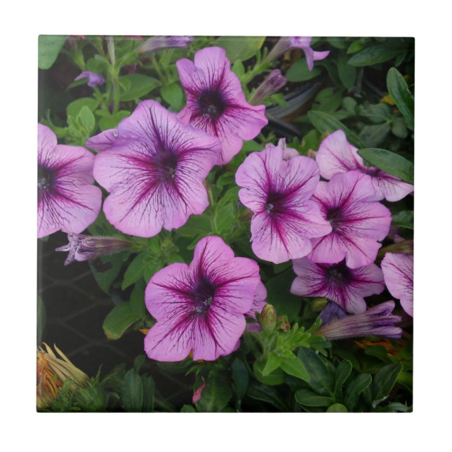 Purple Mum Tile (Front)